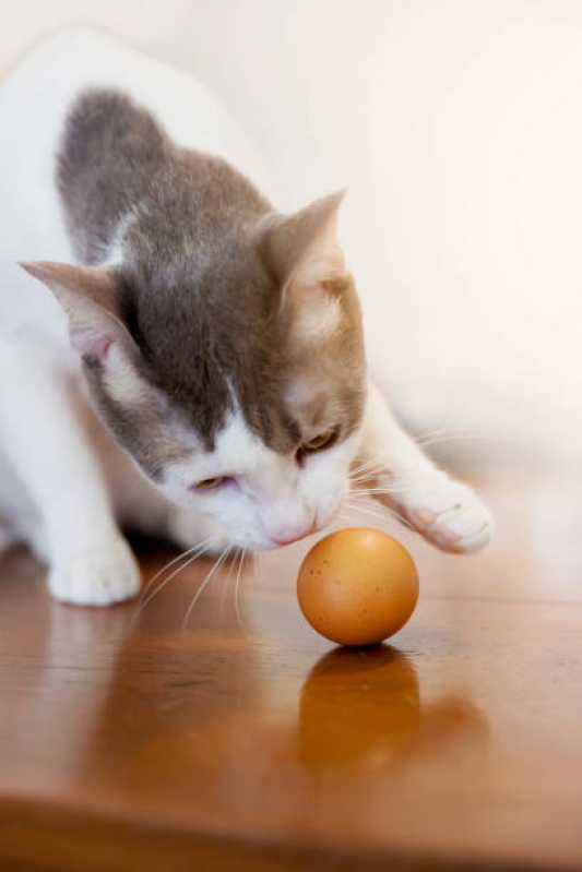 Comida Natural para Cães e Gatos Preço Rudge Ramos - Comida Natural para Gato com Problema Renal