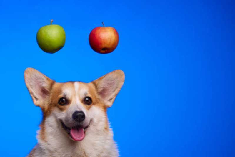 Comida Natural para Cães Valores Santo Amaro - Comida Natural para Cachorro