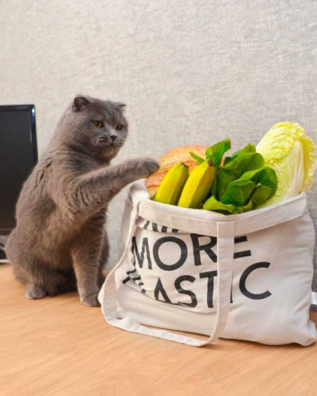 Comida Natural para Gato com Problema Renal Preço Brooklin Novo - Comida Natural para Gatos