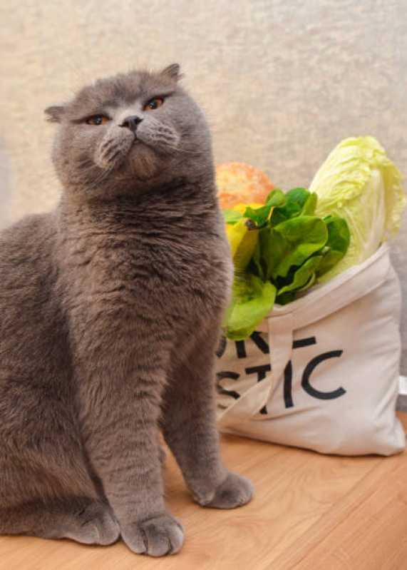 Comida Natural para Gato com Problema Renal Mirandópolis - Comida Natural para Gato com Problema Renal