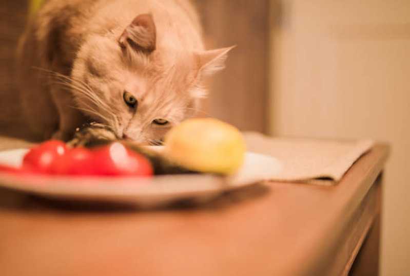 Comida Natural para Gatos Castrados Santa Cruz - Comida Natural para Animais