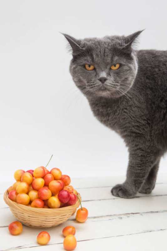 Comida Natural para Gatos com Problemas Urinários Preço Paulista - Comida de Gato Natural