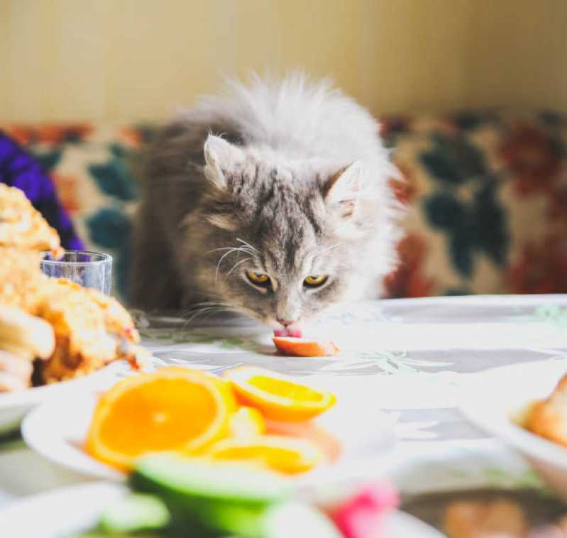 Comida Natural para Gatos com Problemas Urinários Vila Hamburguesa - Comida Natural para Gato com Problema Renal