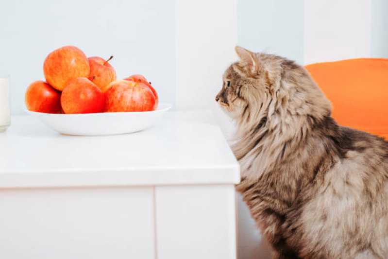 Comida Natural para Gatos Diabéticos Preço Vila Pompéia - Comida Natural para Gatos