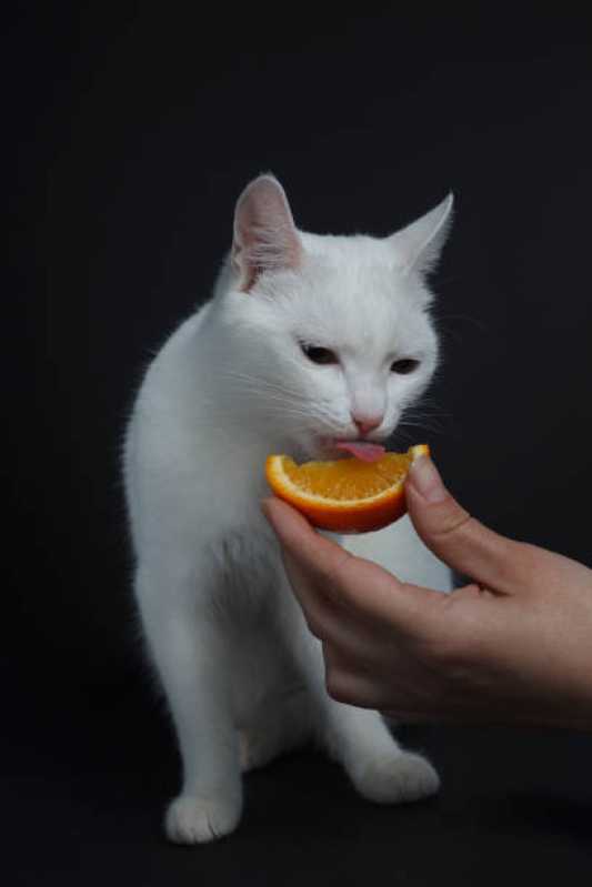 Comida Natural para Gatos Diabéticos Vila Pompéia - Comida de Gato Natural