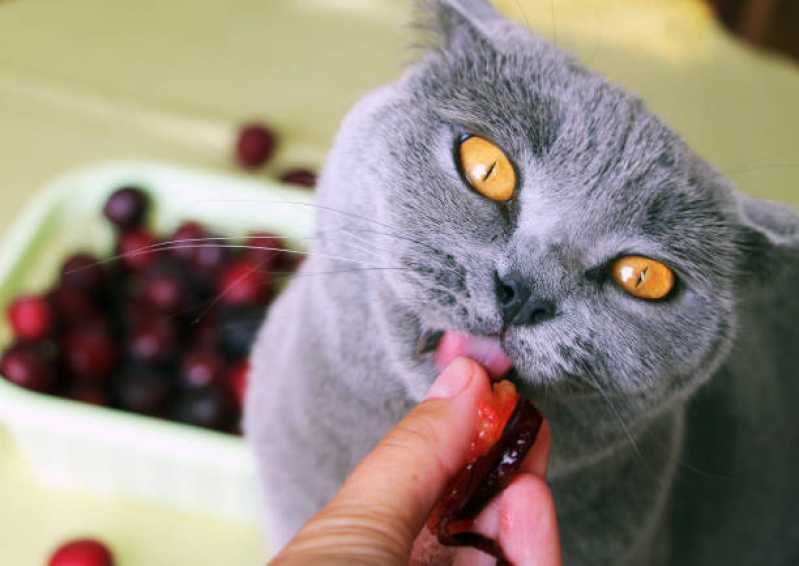 Comida Natural para Gatos e Cães Preço Cerqueira César - Comida Natural para Gatos