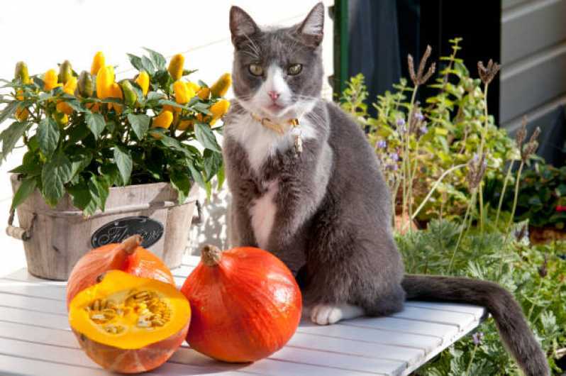Comida Natural para Gatos e Cães Pompéia - Comida de Gato Natural