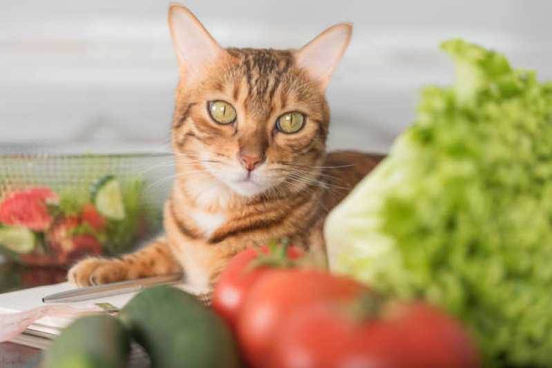 Comida Natural para Gatos Preço Morunbi - Comida Natural para Animais