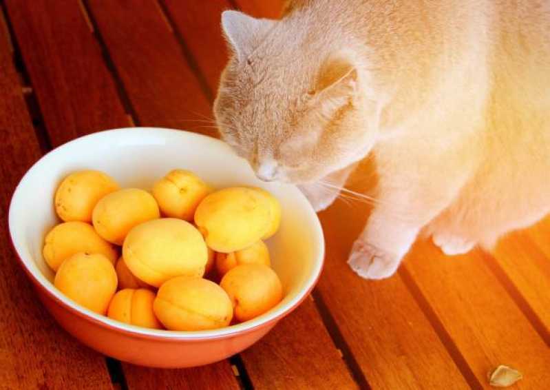 Comida Natural para Gatos Higienópolis - Comida de Gato Natural
