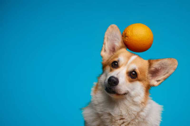 Comida Natural para Pet Valores Limão - Comida Orgânica para Cachorros