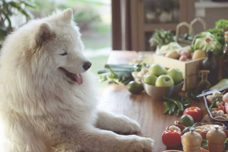 Comida Natural para Shitzu Valores Panamby - Comida Orgânica para Cães