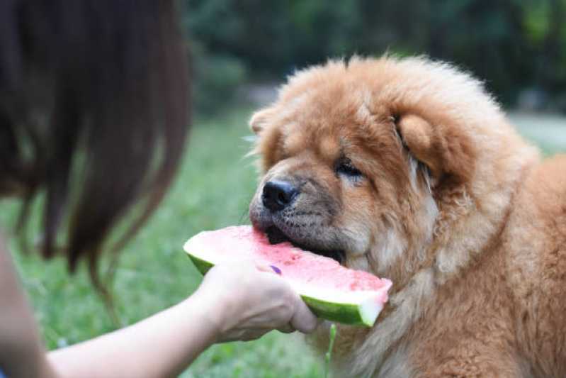 Comida Orgânica para Cães Valores Cidade Jardim - Comida Natural para Cachorro ABC