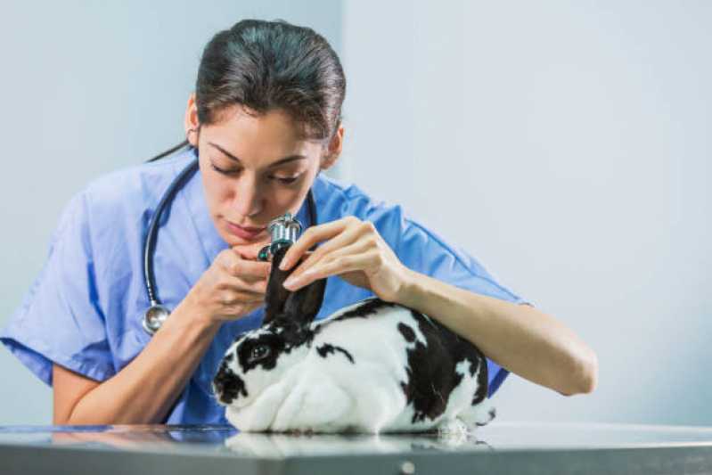 Consulta Veterinária para Gato Marcar •Chácara Castelo - Consulta Veterinária
