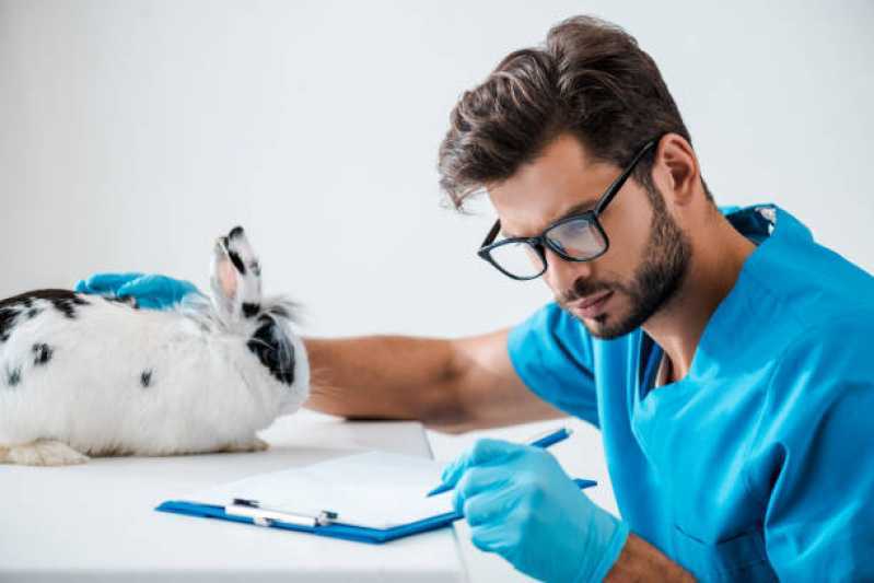 Consulta Veterinária para Gato •Chácara Klabin - Consulta Veterinária para Animais