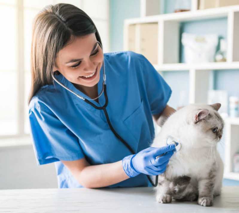 Consulta Veterinária para Gatos Marcar Aclimação - Consulta Veterinária para Gatos