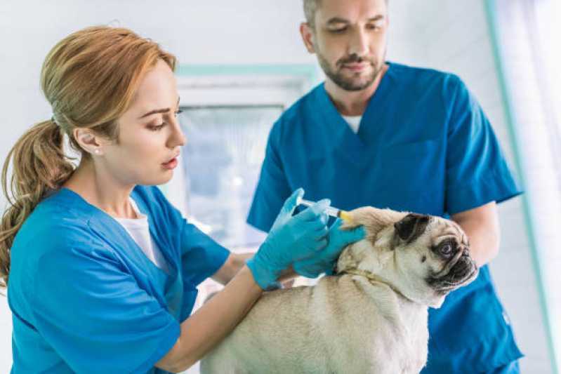 Consulta Veterinária Pet Marcar Vargem Grande Paulista - Consulta Veterinária para Animais