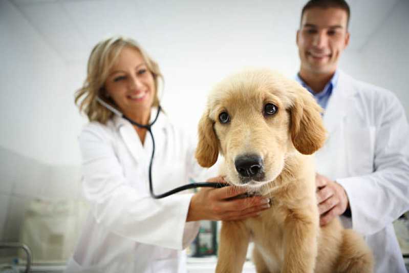 Consulta Veterinária Popular Alphaville - Consulta Veterinária para Cachorros
