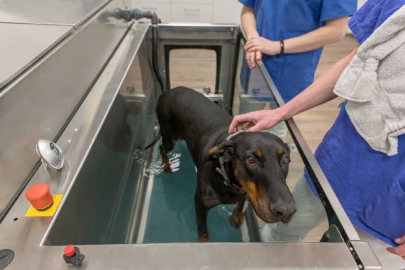 Contato de Clínica de Fisioterapia e Reabilitação para Animais Parque Jabaquara - Clínica Veterinária Reabilitação Animal