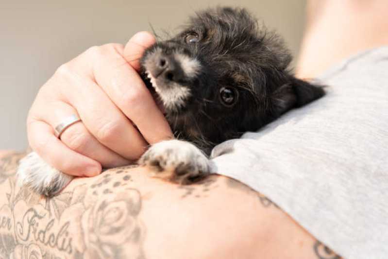 Contato de Clínica de Fisioterapia para Cachorros Cerqueira César - Clínica Veterinária Reabilitação Animal
