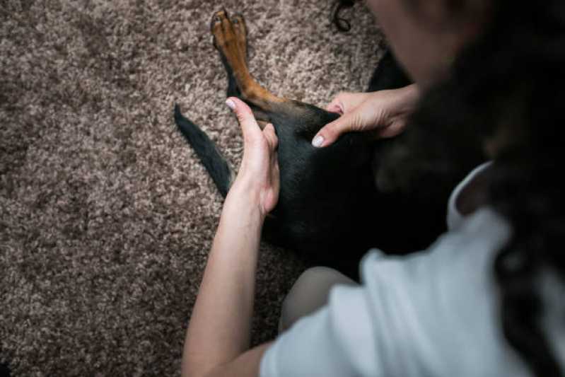 Contato de Clínica de Reabilitação para Animais Chácara Itaim - Clínica de Reabilitação Animal e Fisioterapia