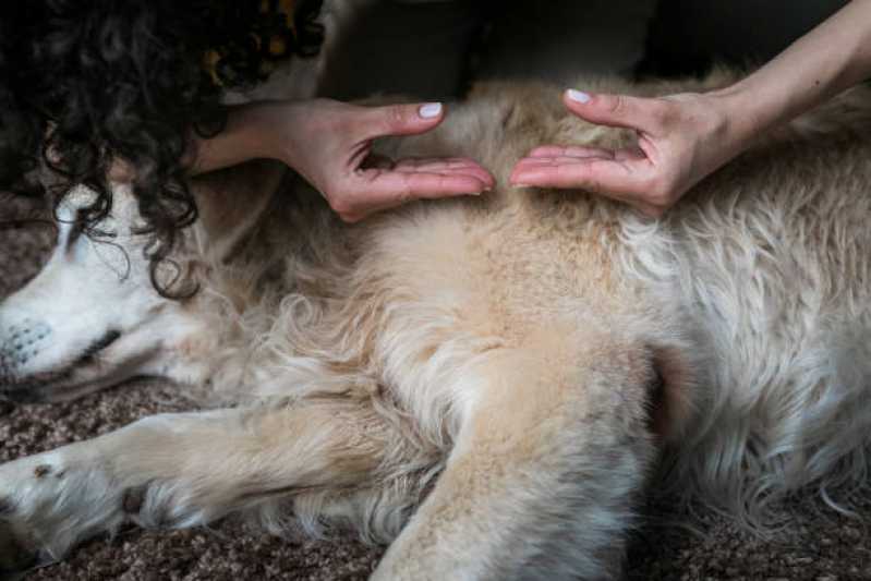Contato de Clínica Especializada em Reabilitação Animal Chácara Inglesa - Clínica de Reabilitação Pet
