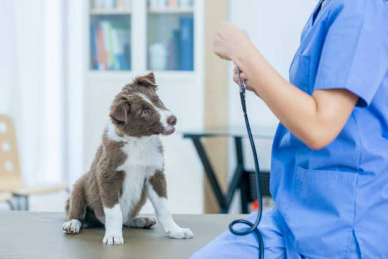 Contato de Clínica Veterinária para Cachorros Butantã - Clínica Veterinária Pet