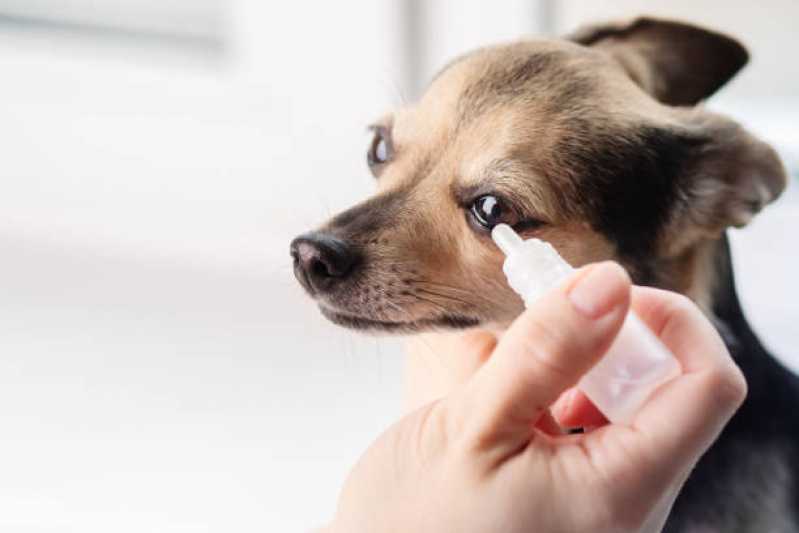 Contato de Clínica Veterinária para Cães e Gatos Vila Sônia - Clínica Veterinária Mais Perto de Mim