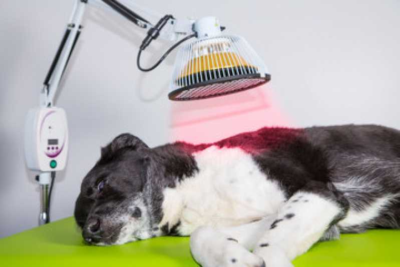 Contato de Clínica Veterinária Reabilitação Animal Jardins - Clínica de Fisioterapia para Animais
