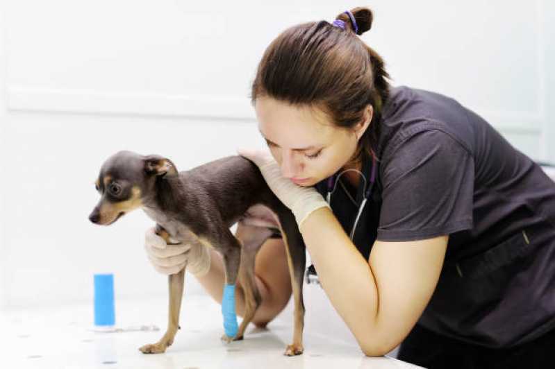 Contato de Hospital Veterinário •Chácara Klabin - Clínica Veterinária para Cães e Gatos