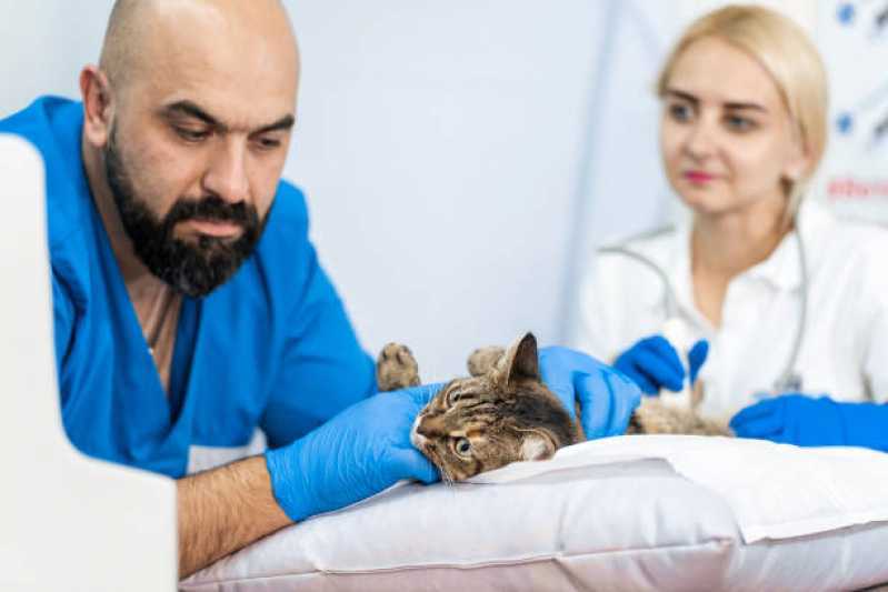 Endereço de Veterinário Especialista em Cachorros Vila Monte Alegre - Veterinário para Animais