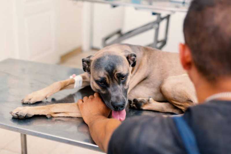 Fisioterapia Canina Clínica Carapicuíba - Fisioterapia e Acupuntura para Cachorros