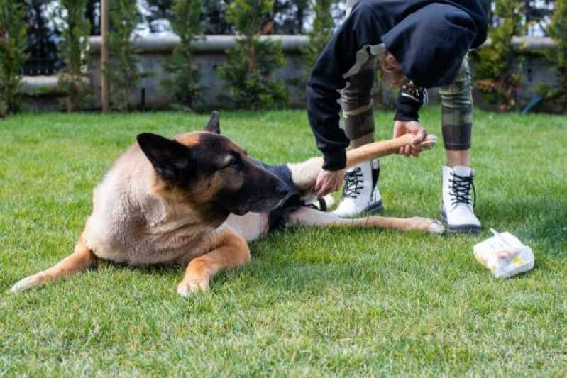 Fisioterapia Canina Santo Amaro - Fisioterapia em Cães