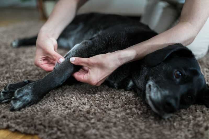 Fisioterapia de Animais Clínica Aclimação - Fisioterapia e Acupuntura para Cachorros