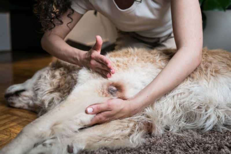 Fisioterapia de Animais Panamby - Fisioterapia e Acupuntura Veterinária