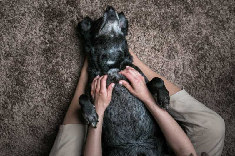 Fisioterapia de Cachorro Clínica Jabaquara - Fisioterapia Pet