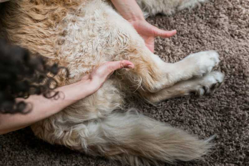 Fisioterapia e Acupuntura para Cachorros Clínica Campos Elísios - Fisioterapia para Cachorro