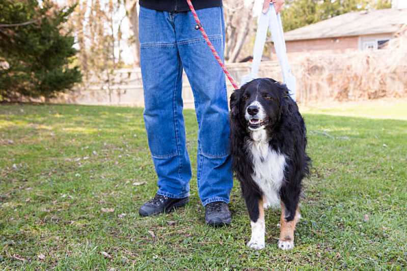 Fisioterapia e Reabilitação Animal Sumaré - Fisioterapia Canina