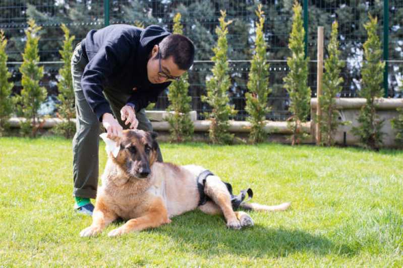 Fisioterapia e Reabilitação de Animais Consolação - Fisioterapia de Cachorro