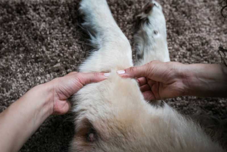Fisioterapia e Reabilitação para Animais Limão - Fisioterapia em Cães