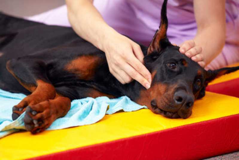 Fisioterapia em Animais Clínica Campo Limpo - Fisioterapia em Cães