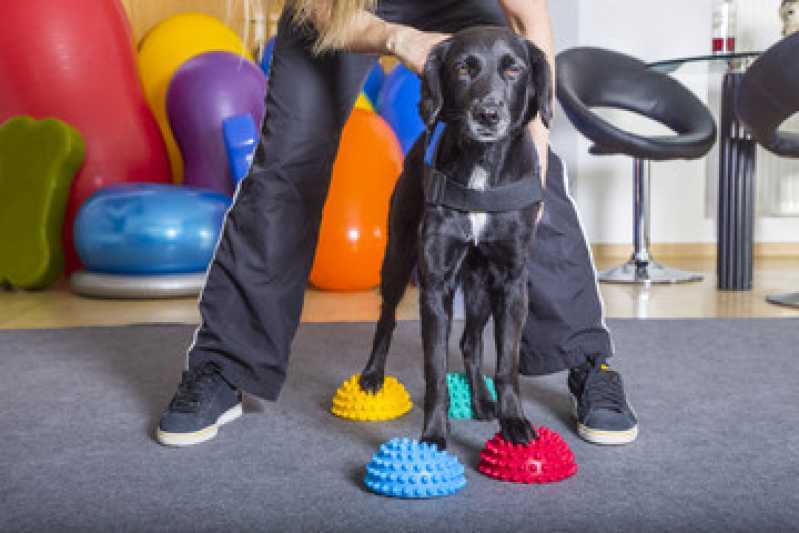 Fisioterapia em Animais Vila Monte Alegre - Fisioterapia para Cachorro