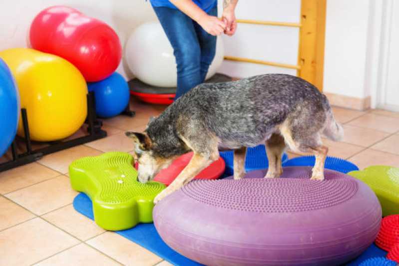 Fisioterapia em Cachorro Valores Vila Ida - Fisioterapia para Displasia Coxofemoral em Cães