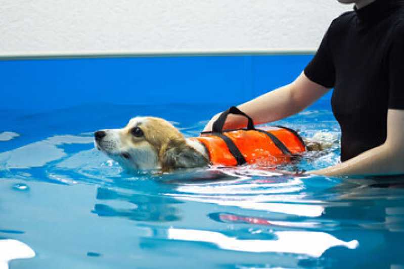 Fisioterapia em Cães Clínica Brooklin - Fisioterapia e Reabilitação para Animais
