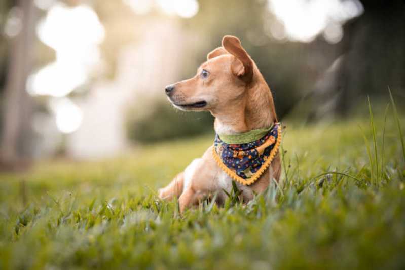 Fisioterapia em Cães Alto da Boa Vista - Fisioterapia e Reabilitação Animal