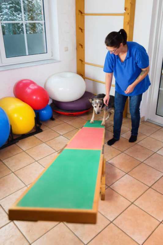 Fisioterapia Especializada para Cães Clínica Bela Vista - Fisioterapia para Gato