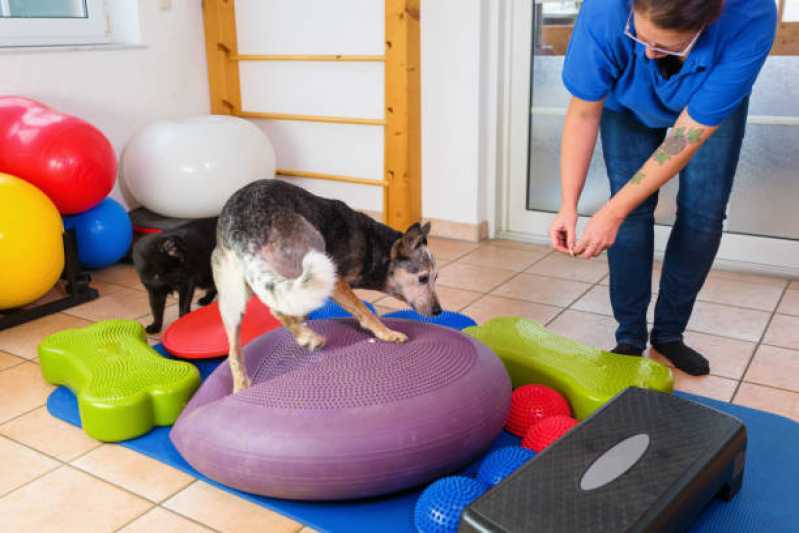 Fisioterapia Especializada para Cães Vila Olímpia - Fisioterapia para Pets