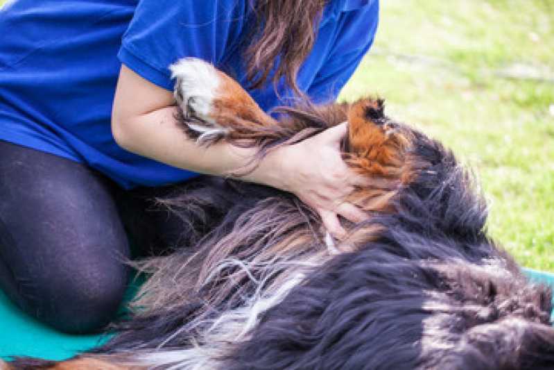 Fisioterapia para Cachorro Clínica Campo Grande - Fisioterapia em Cães