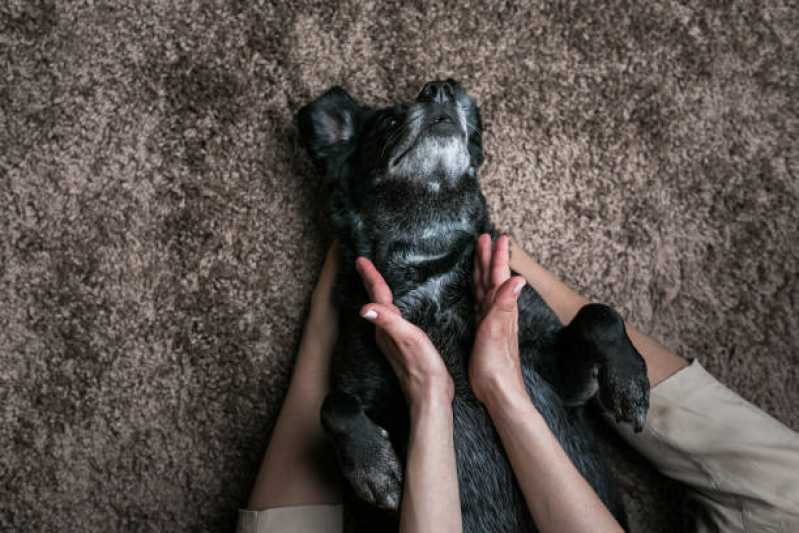 Fisioterapia para Cachorro com Artrose Valores Santo Amaro - Fisioterapia para Cães ABC