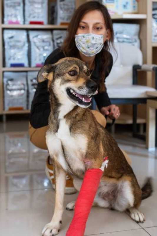 Fisioterapia para Cachorro com Cinomose Valores .Vila Paulista - Fisioterapia para Cães com Displasia