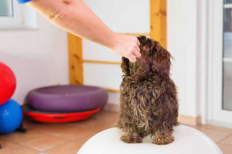 Fisioterapia para Cachorro com Cinomose Vila Ipojuca - Fisioterapia para Cães São Paulo